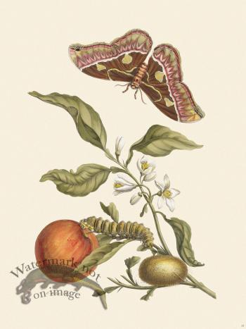 Merian Metamorphosis 52